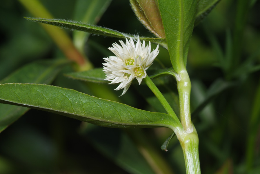 Alternanthera philoxeroides